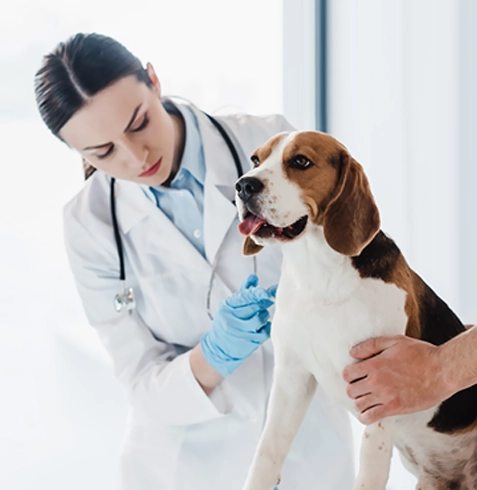 Sarıcakaya Veteriner